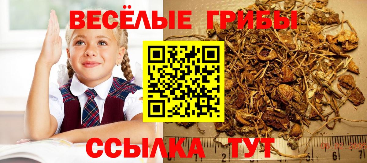 Галлюциногенные грибы Psilocybe Саранск